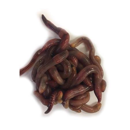 Vers Dendros Moyens